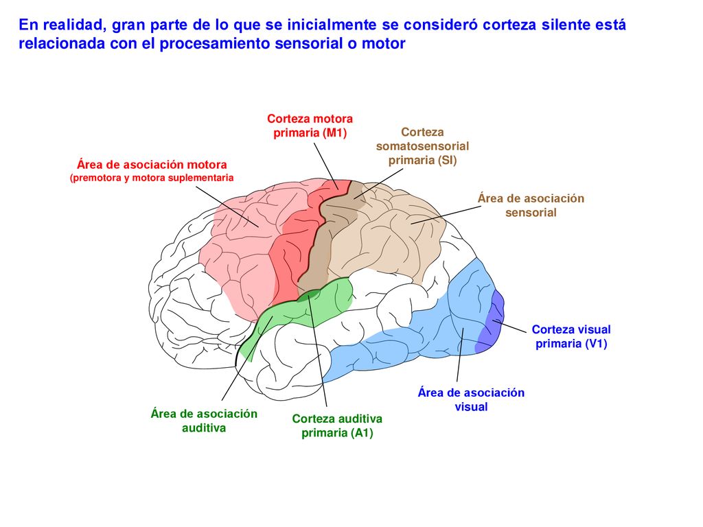 En realidad, gran parte de lo que se inicialmente se consideró corteza silente está relacionada con el procesamiento sensorial o motor