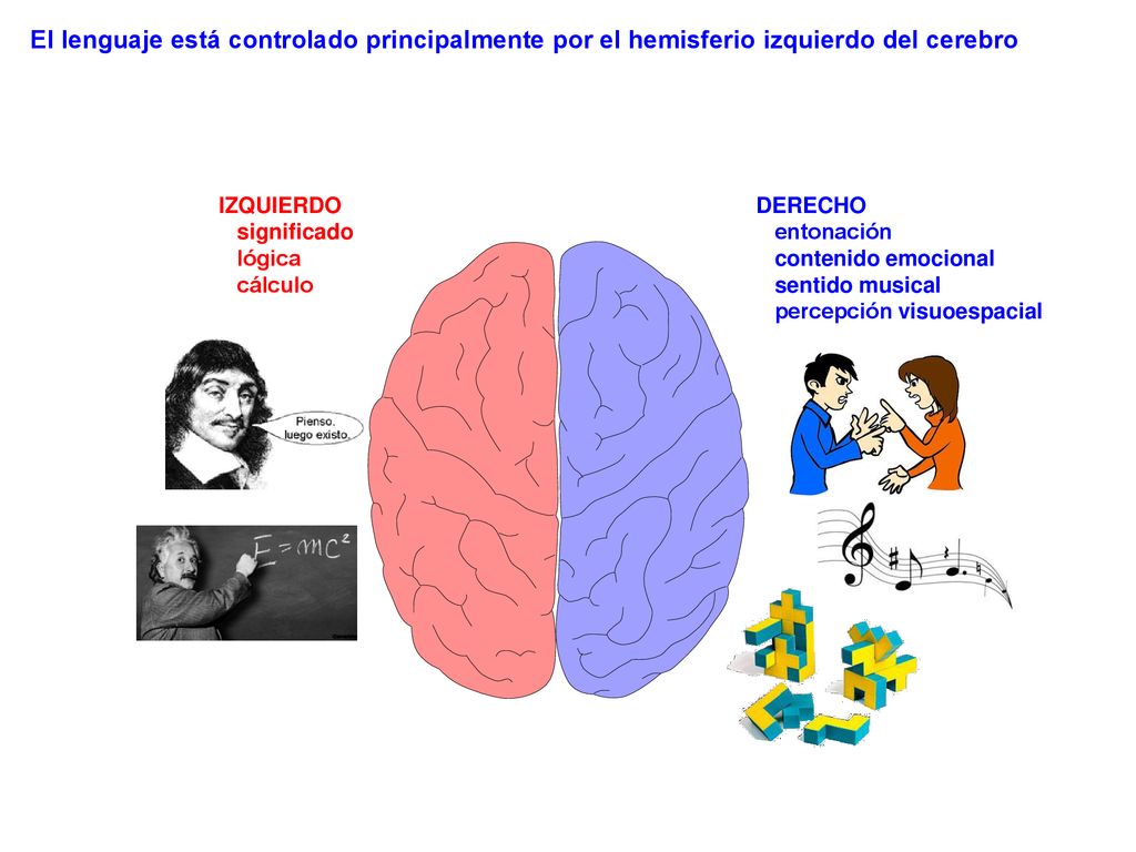 El lenguaje está controlado principalmente por el hemisferio izquierdo del cerebro