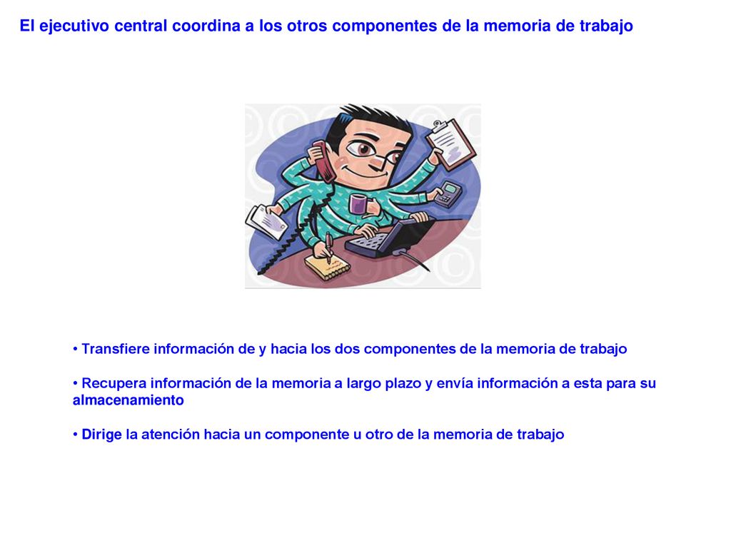 El ejecutivo central coordina a los otros componentes de la memoria de trabajo