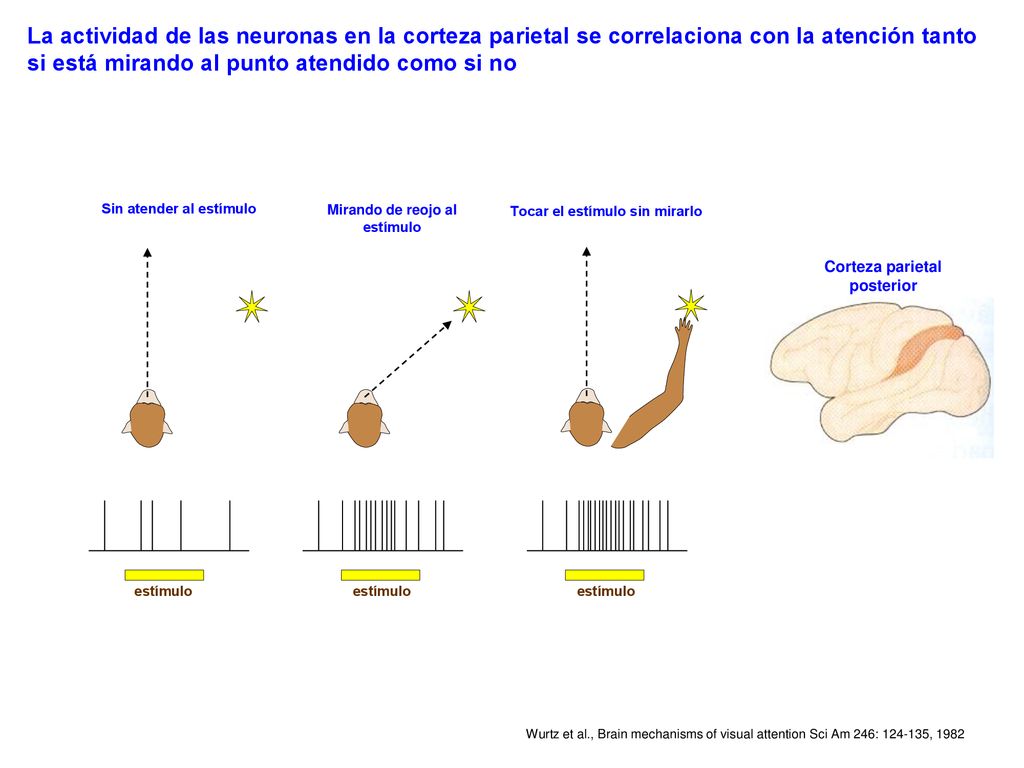 La actividad de las neuronas en la corteza parietal se correlaciona con la atención tanto si está mirando al punto atendido como si no