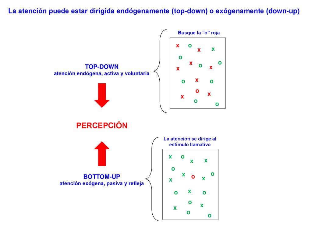 La atención puede estar dirigida endógenamente (top-down) o exógenamente (down-up)