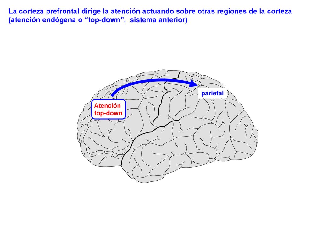 La corteza prefrontal dirige la atención actuando sobre otras regiones de la corteza (atención endógena o top-down , sistema anterior)