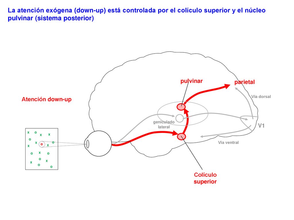 La atención exógena (down-up) está controlada por el colículo superior y el núcleo pulvinar (sistema posterior)