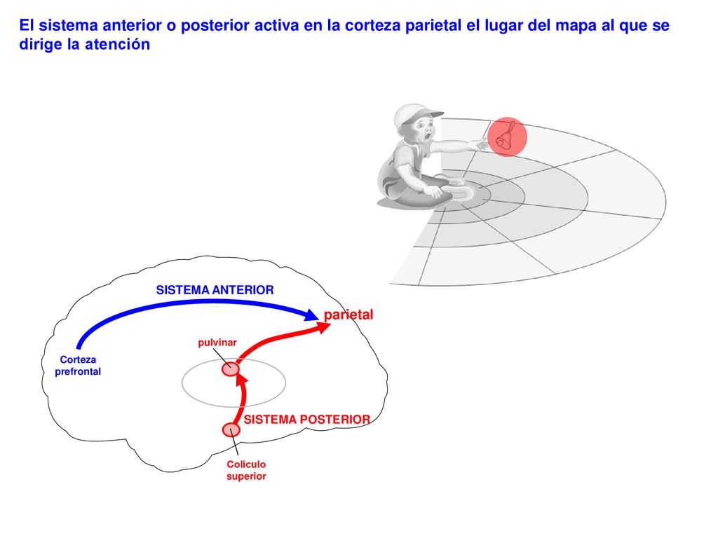 El sistema anterior o posterior activa en la corteza parietal el lugar del mapa al que se dirige la atención