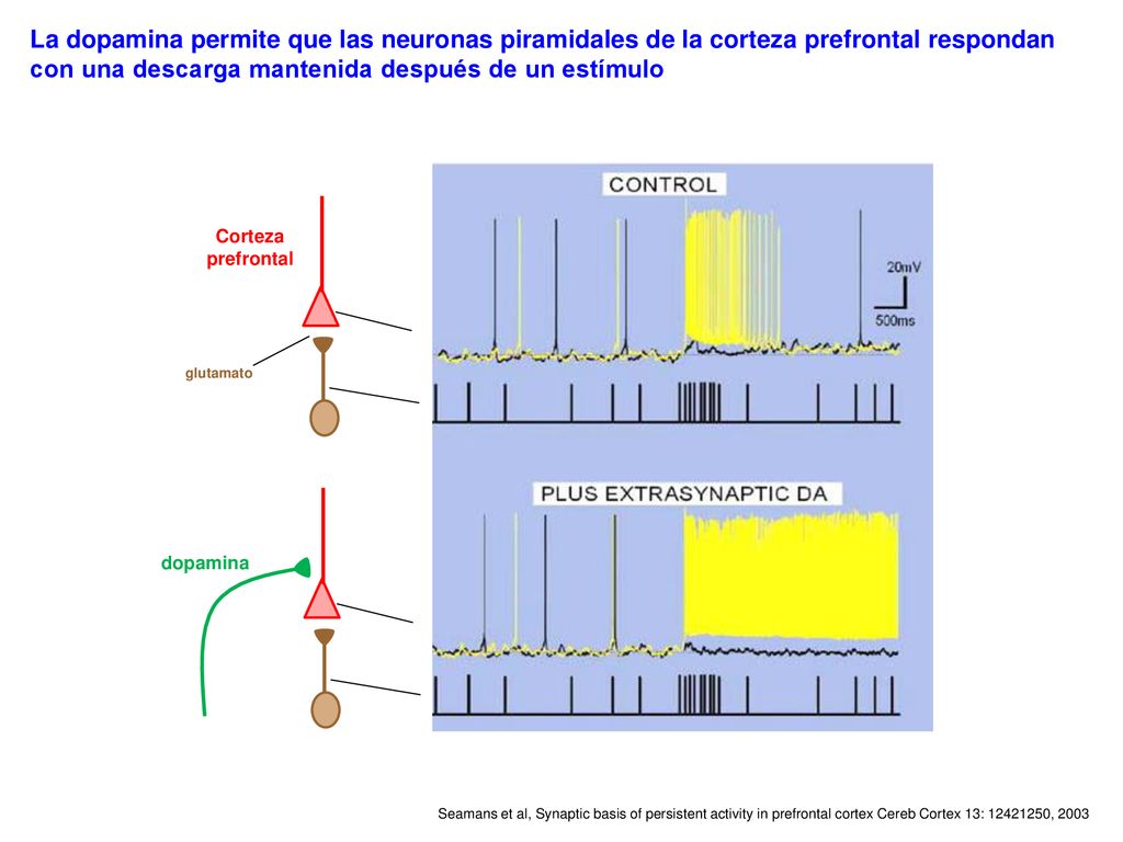 La dopamina permite que las neuronas piramidales de la corteza prefrontal respondan con una descarga mantenida después de un estímulo