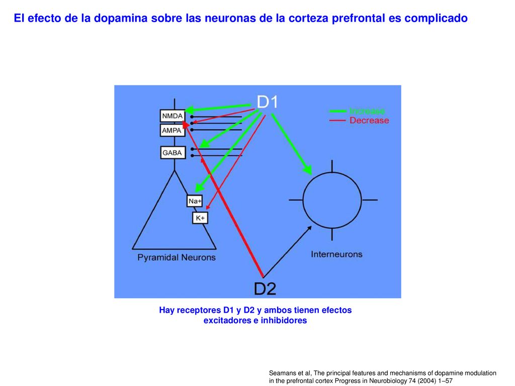 El efecto de la dopamina sobre las neuronas de la corteza prefrontal es complicado
