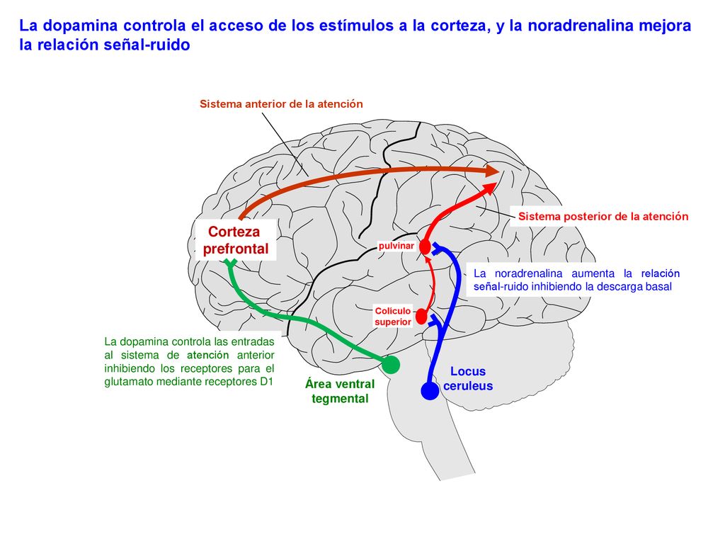 La dopamina controla el acceso de los estímulos a la corteza, y la noradrenalina mejora la relación señal-ruido