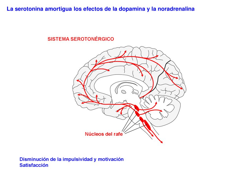 La serotonina amortigua los efectos de la dopamina y la noradrenalina