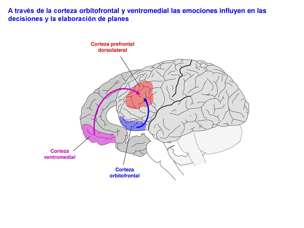 Corteza prefrontal dorsolateral Corteza orbitofrontal