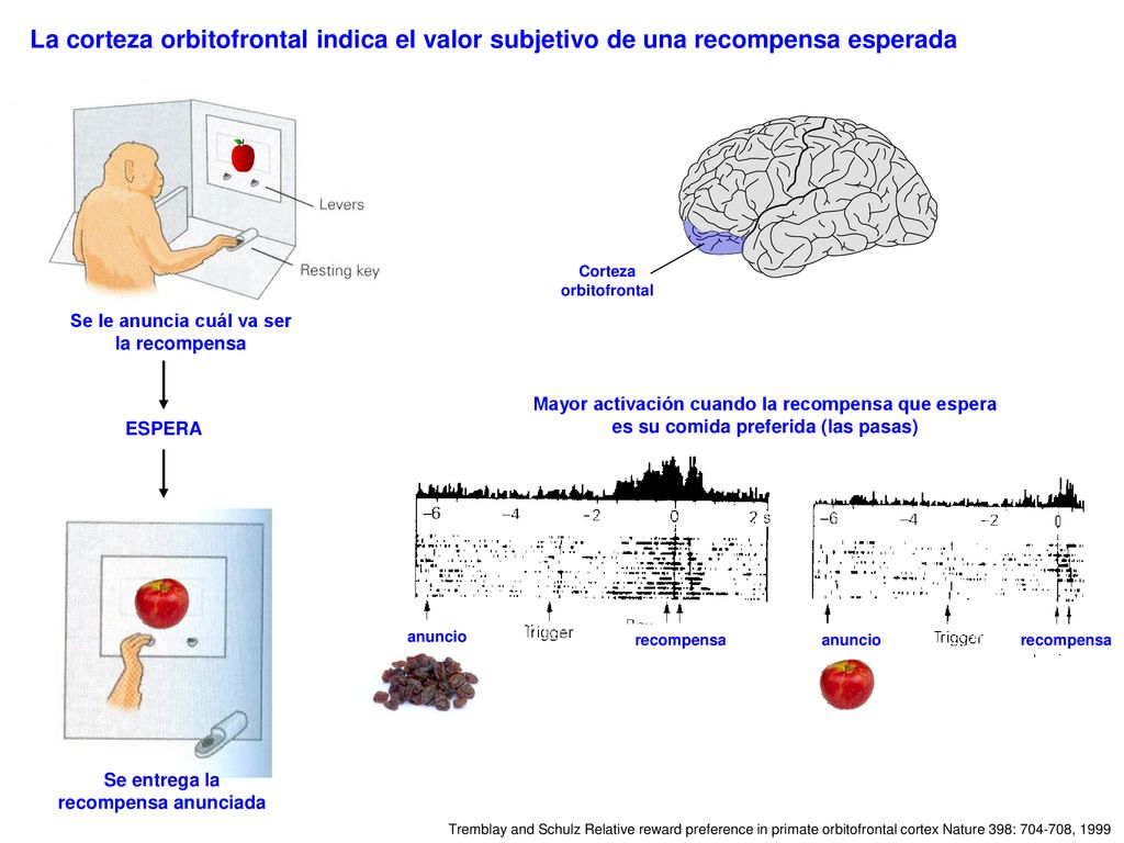 La corteza orbitofrontal indica el valor subjetivo de una recompensa esperada