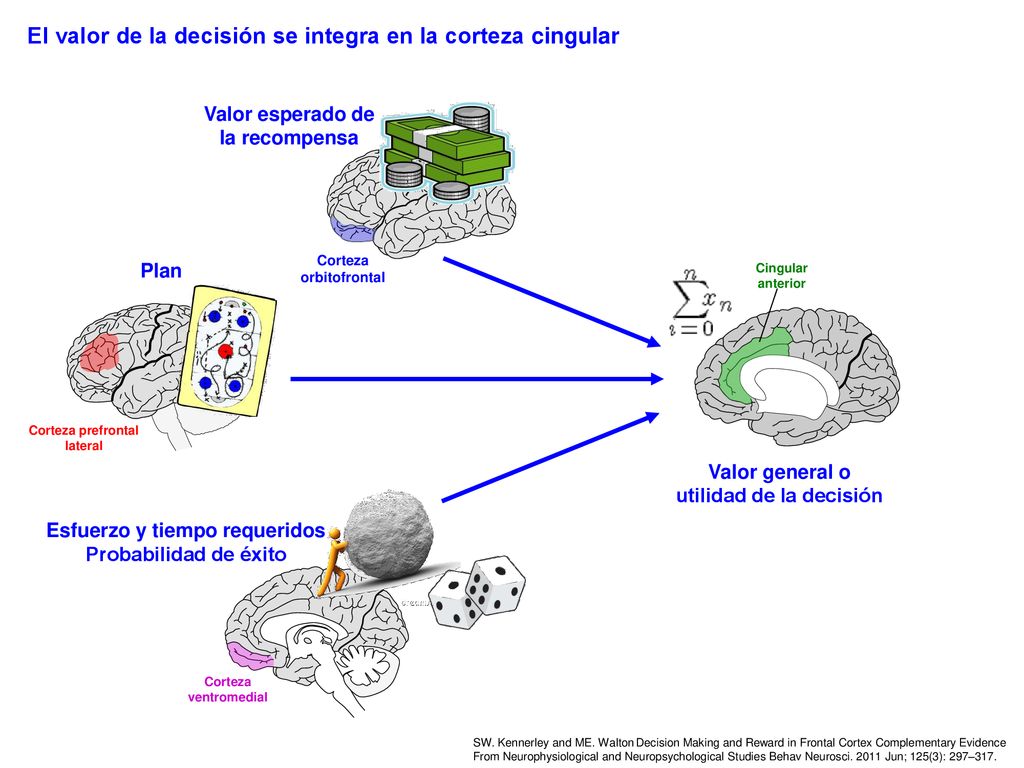 Valor esperado de la recompensa Corteza orbitofrontal
