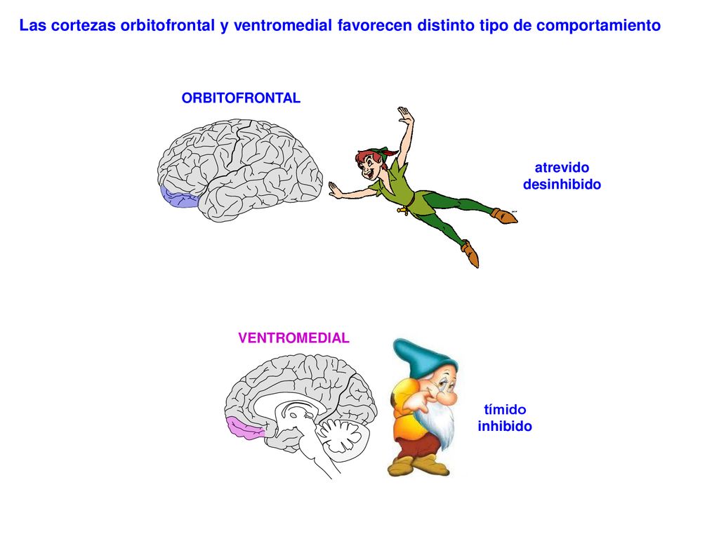 Las cortezas orbitofrontal y ventromedial favorecen distinto tipo de comportamiento