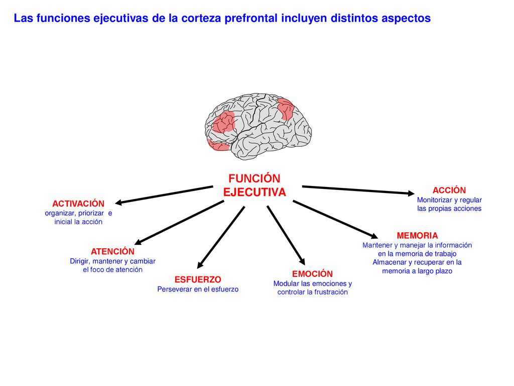 Las funciones ejecutivas de la corteza prefrontal incluyen distintos aspectos