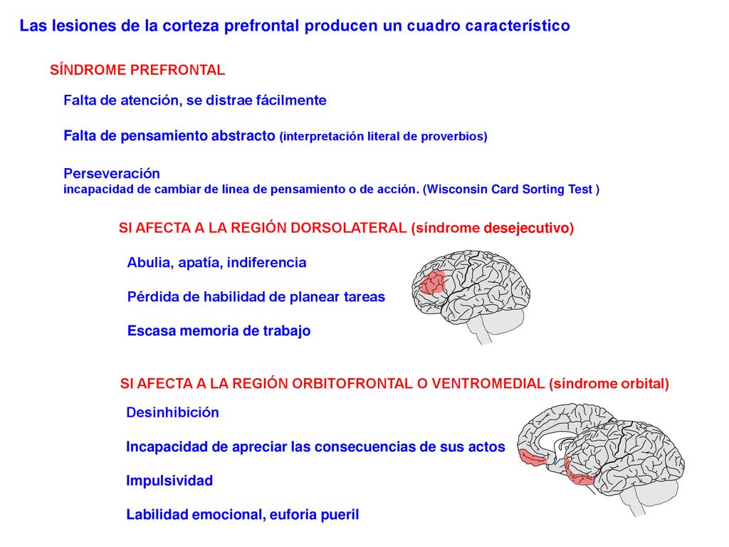 Las lesiones de la corteza prefrontal producen un cuadro característico