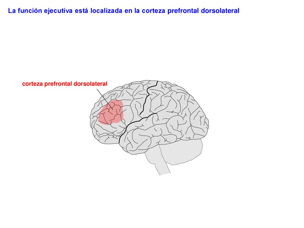 La función ejecutiva está localizada en la corteza prefrontal dorsolateral