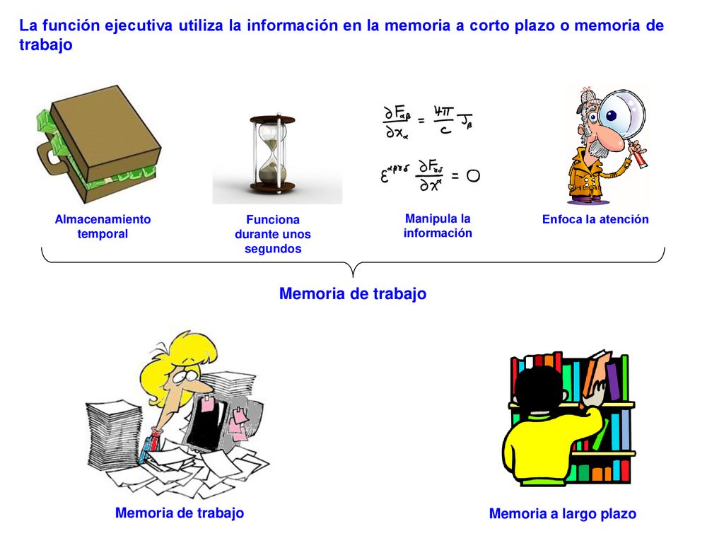 La función ejecutiva utiliza la información en la memoria a corto plazo o memoria de trabajo
