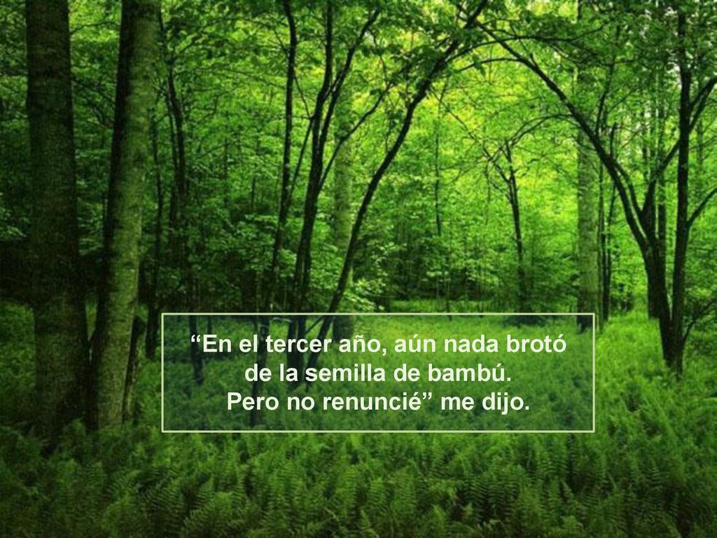 En el tercer año, aún nada brotó de la semilla de bambú