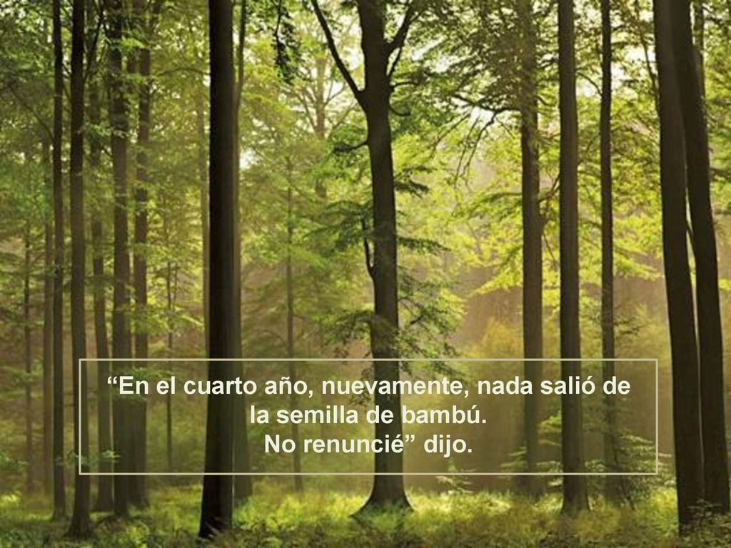 En el cuarto año, nuevamente, nada salió de la semilla de bambú