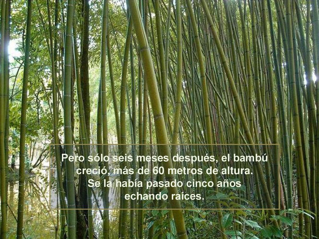 Pero sólo seis meses después, el bambú creció, más de 60 metros de altura.