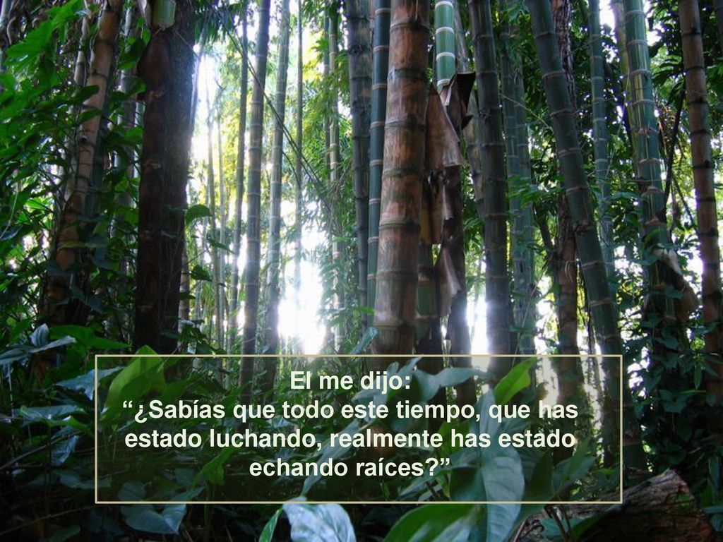 El me dijo: ¿Sabías que todo este tiempo, que has estado luchando, realmente has estado echando raíces