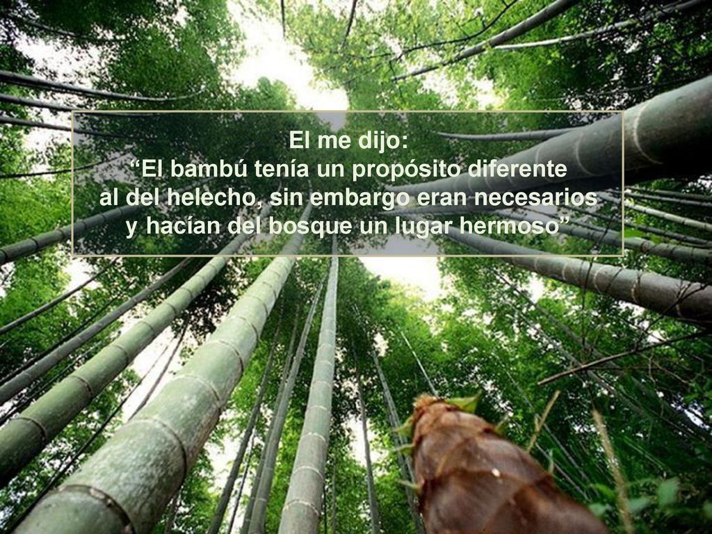 El me dijo: El bambú tenía un propósito diferente al del helecho, sin embargo eran necesarios y hacían del bosque un lugar hermoso