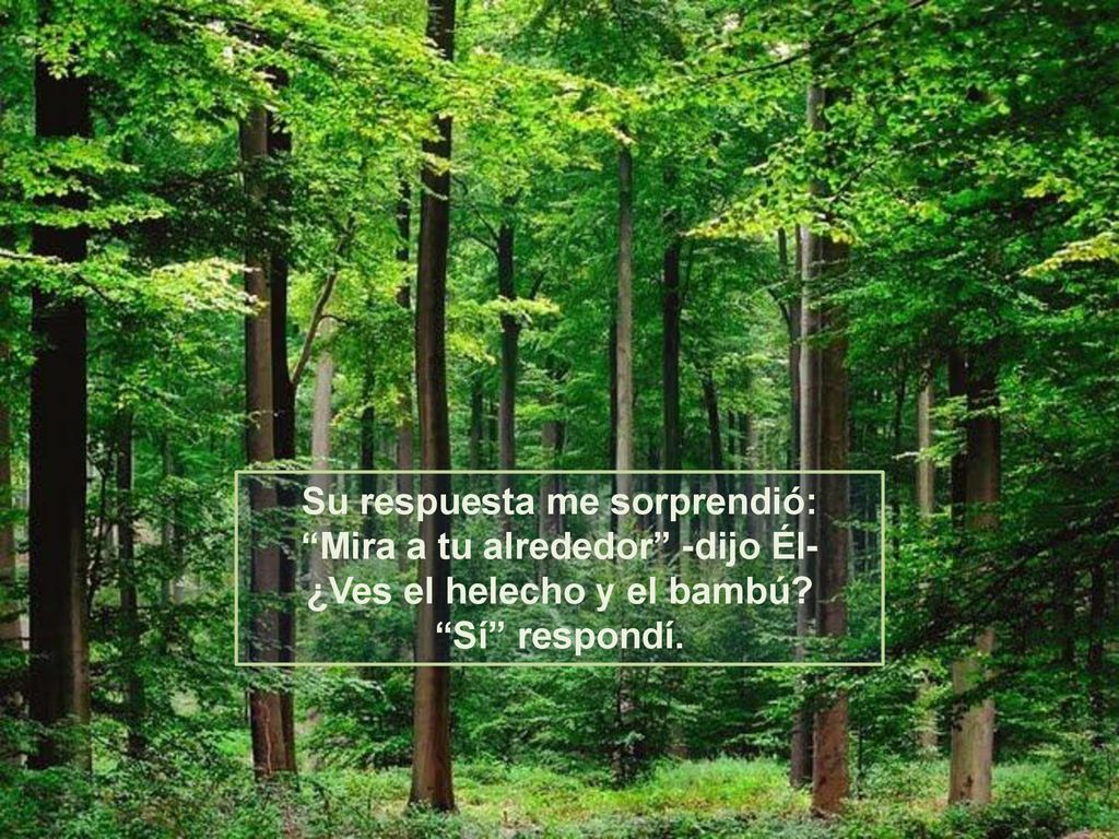 Su respuesta me sorprendió: Mira a tu alrededor -dijo Él- ¿Ves el helecho y el bambú.