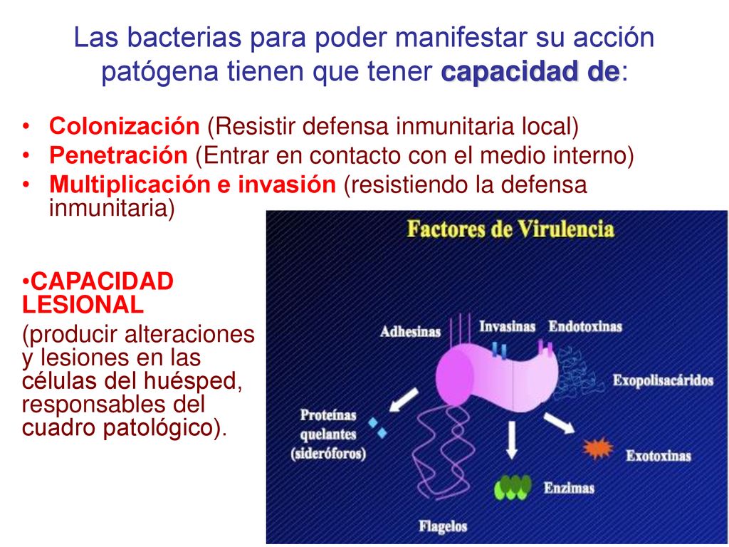 Las bacterias para poder manifestar su acción patógena tienen que tener capacidad de: