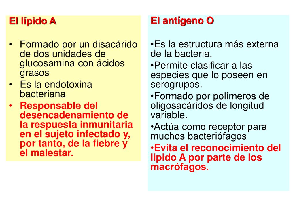 El lípido A Formado por un disacárido de dos unidades de glucosamina con ácidos grasos. Es la endotoxina bacteriana.