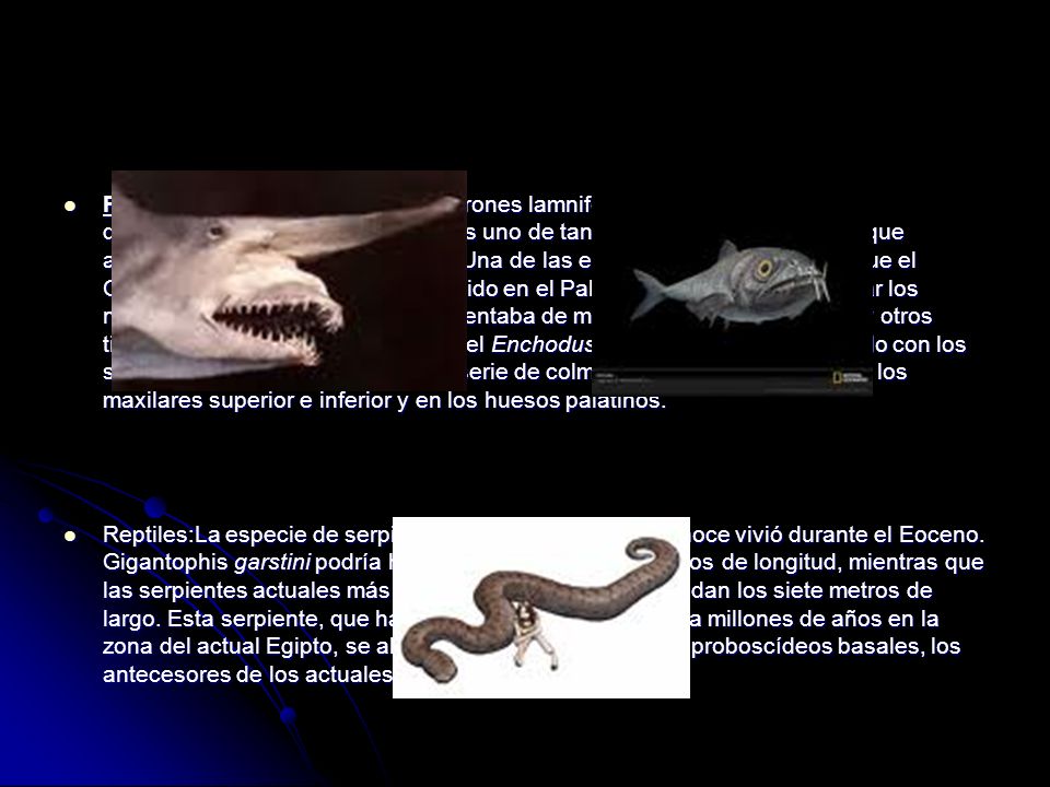 Peces: Durante el Eoceno, los tiburones lamniformes sufrieron una gran diversificación. El tiburón duende es uno de tantos ejemplos de tiburones que aparecieron durante este período. Una de las especies más destacables fue el Otodus obliquus, un tiburón aparecido en el Paleoceno, que podía alcanzar los nueve metros de longitud y se alimentaba de mamíferos marinos, peces, y otros tiburones. Otro pez destacable fue el Enchodus, un depredador relacionado con los salmones. El Enchodus tenía una serie de colmillos en la parte anterior de los maxilares superior e inferior y en los huesos palatinos.