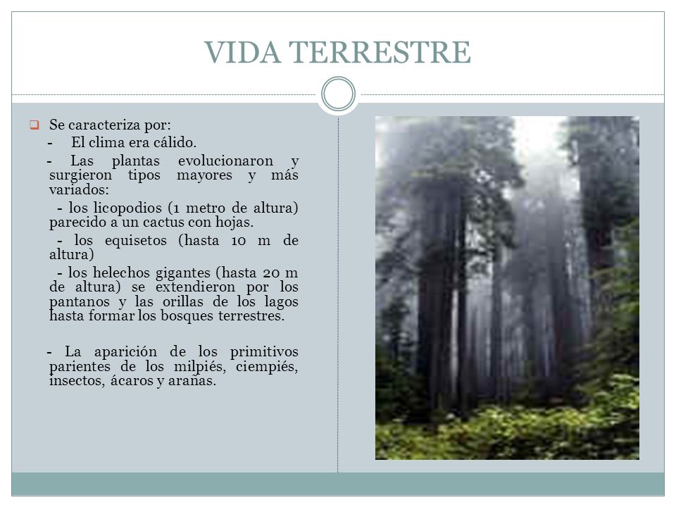 VIDA TERRESTRE Se caracteriza por: - El clima era cálido.