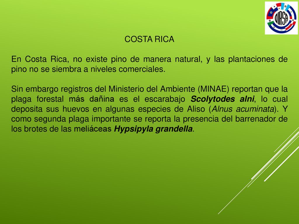 COSTA RICA En Costa Rica, no existe pino de manera natural, y las plantaciones de pino no se siembra a niveles comerciales.