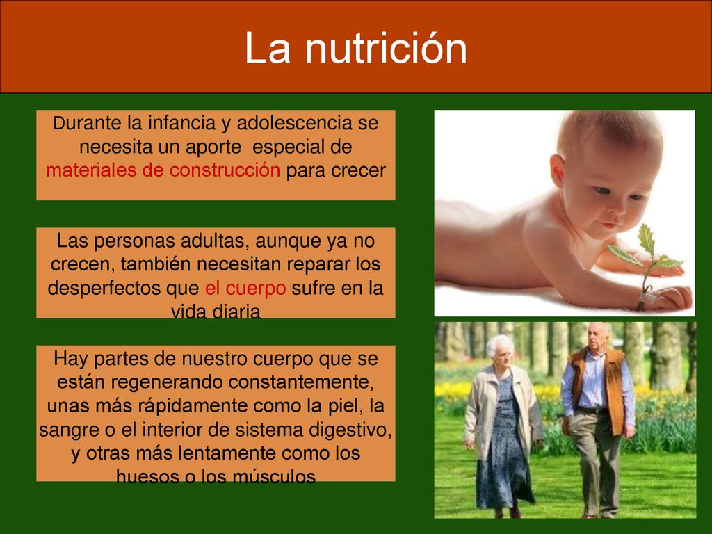 La nutrición Durante la infancia y adolescencia se necesita un aporte especial de materiales de construcción para crecer.