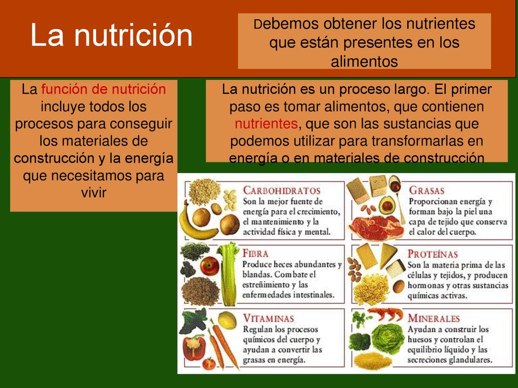 Debemos obtener los nutrientes que están presentes en los alimentos