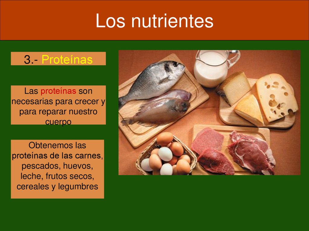 Las proteínas son necesarias para crecer y para reparar nuestro cuerpo