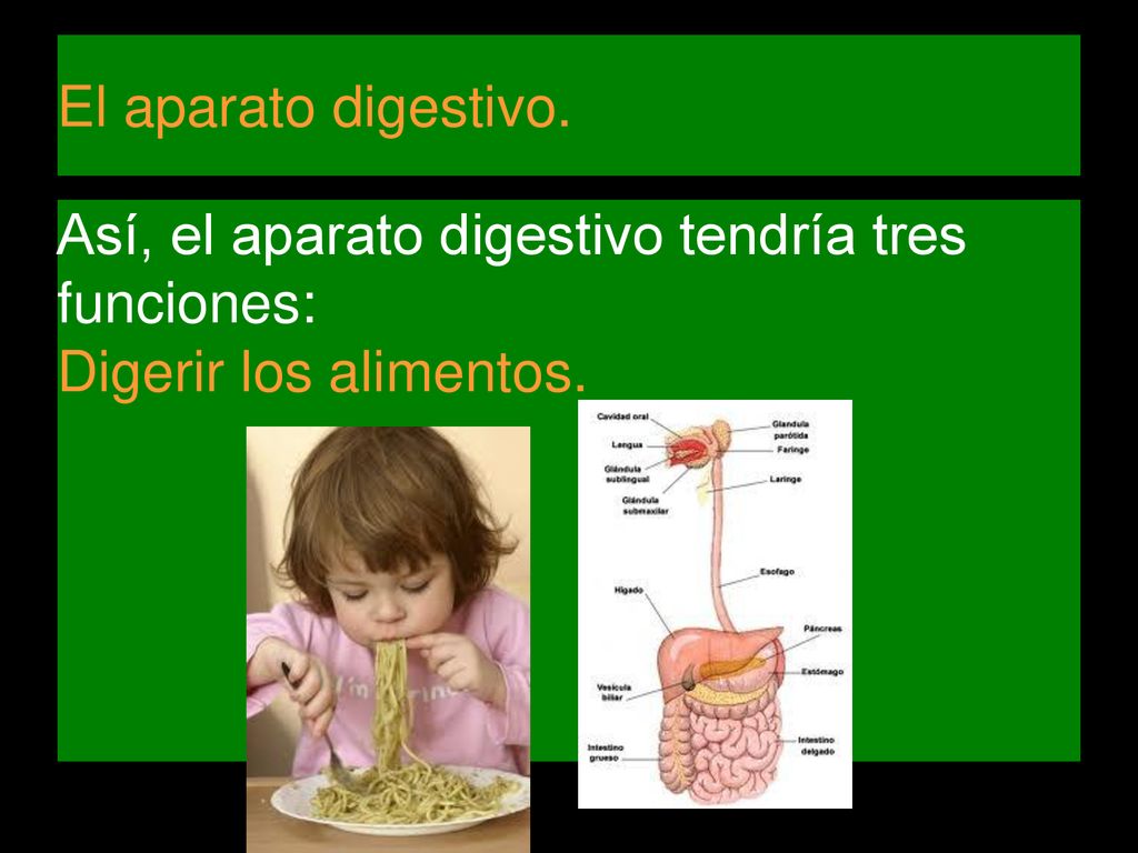 El aparato digestivo. Así, el aparato digestivo tendría tres funciones: Digerir los alimentos.
