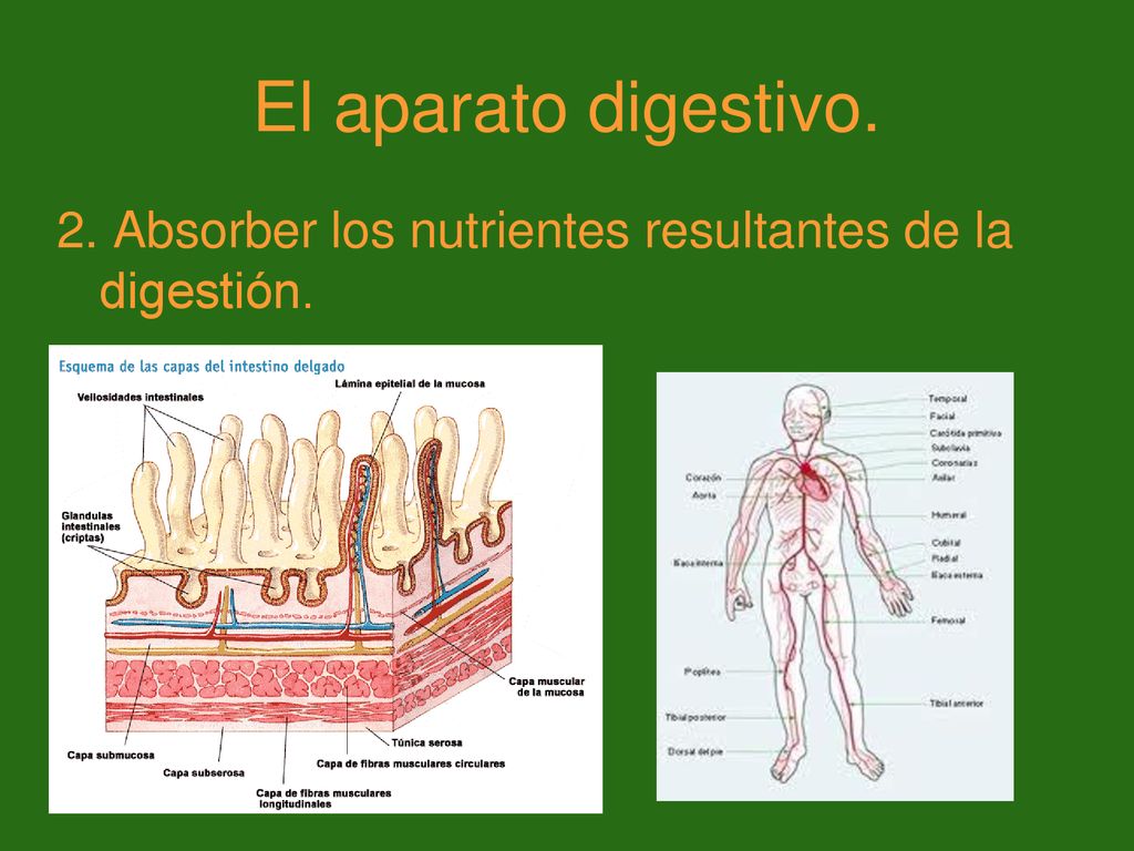 El aparato digestivo. 2. Absorber los nutrientes resultantes de la digestión.