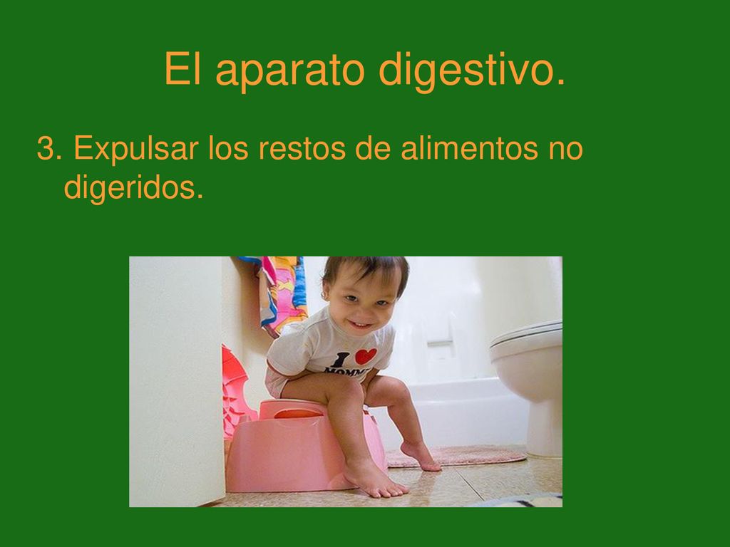 El aparato digestivo. 3. Expulsar los restos de alimentos no digeridos.