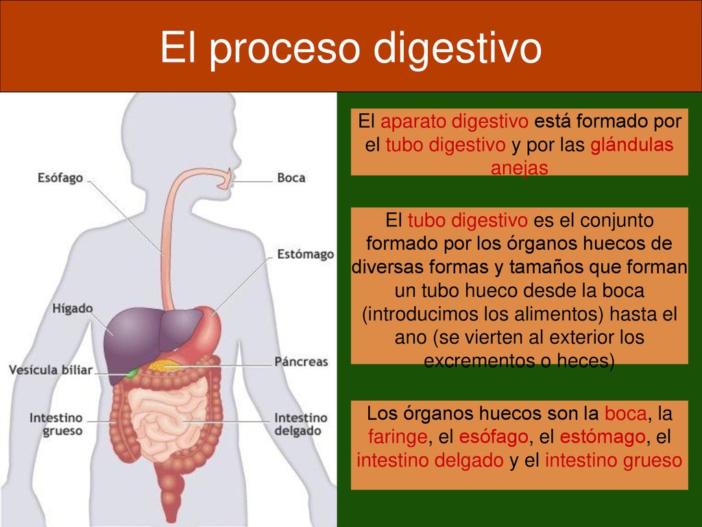 El proceso digestivo El aparato digestivo está formado por el tubo digestivo y por las glándulas anejas.