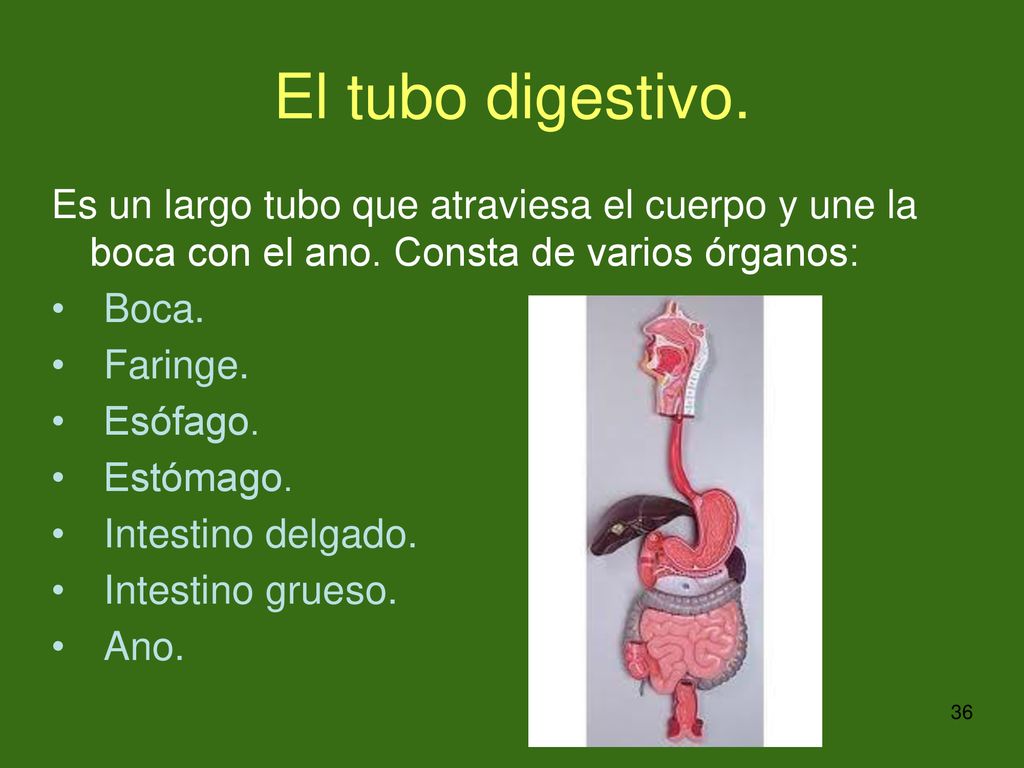 El tubo digestivo. Es un largo tubo que atraviesa el cuerpo y une la boca con el ano. Consta de varios órganos: