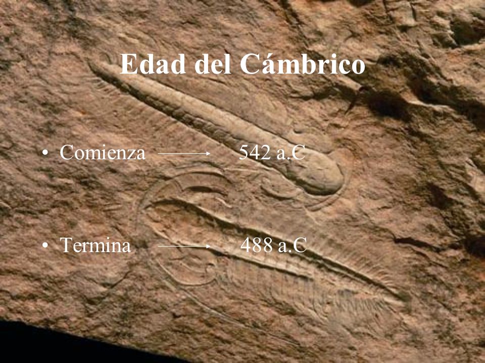 Edad del Cámbrico Comienza 542 a.C Termina 488 a.C