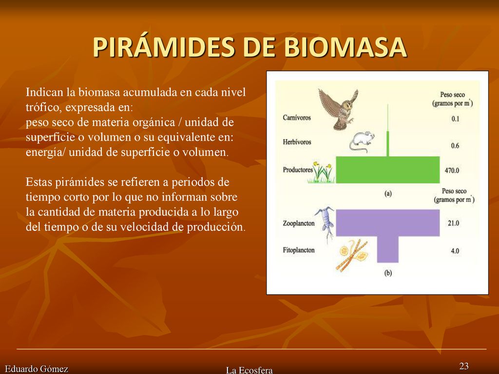 PIRÁMIDES DE BIOMASA Indican la biomasa acumulada en cada nivel trófico, expresada en:
