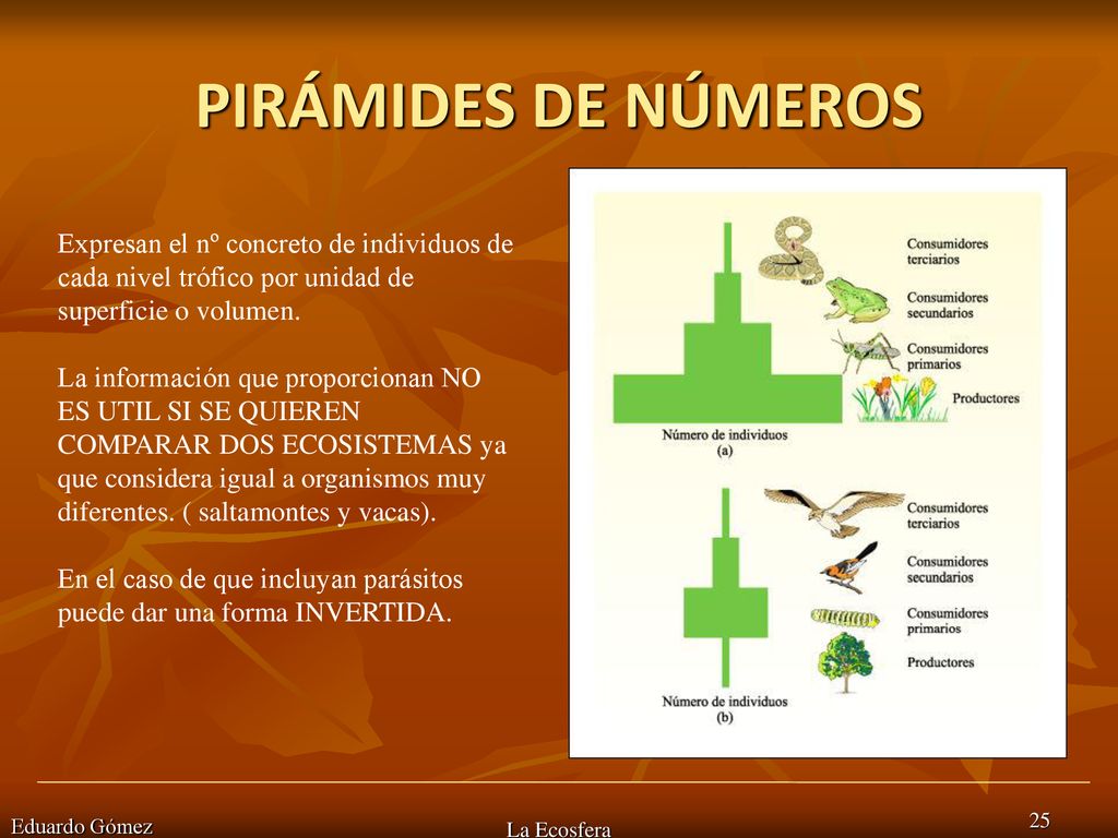 PIRÁMIDES DE NÚMEROS Expresan el nº concreto de individuos de cada nivel trófico por unidad de superficie o volumen.