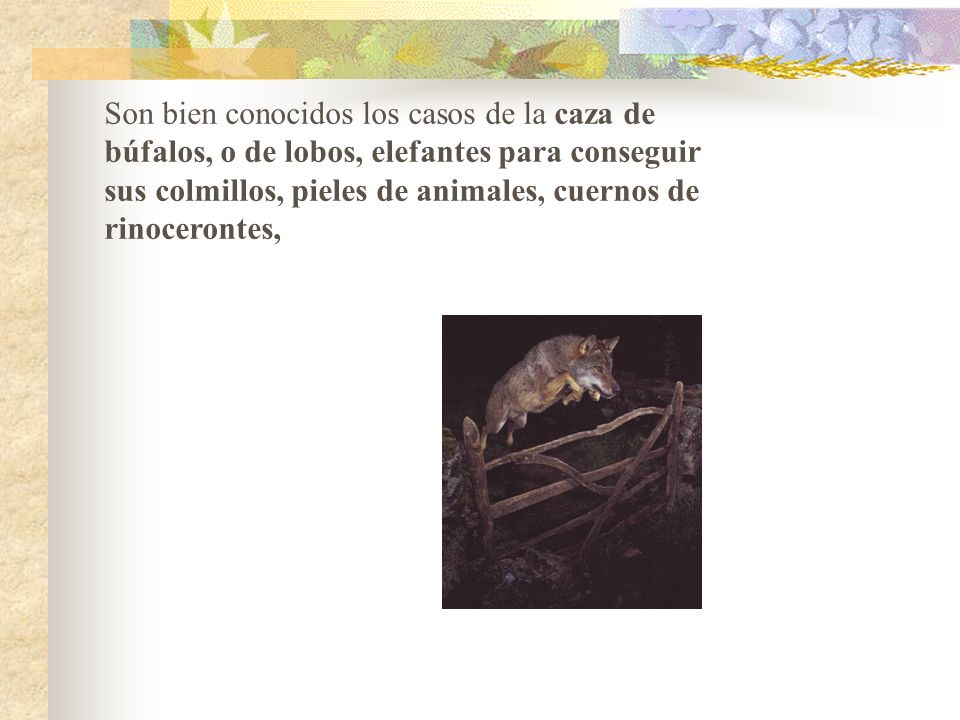 Son bien conocidos los casos de la caza de búfalos, o de lobos, elefantes para conseguir sus colmillos, pieles de animales, cuernos de rinocerontes,