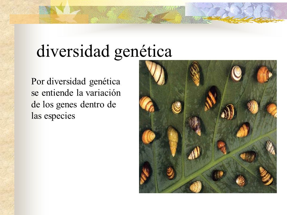diversidad genética Por diversidad genética se entiende la variación de los genes dentro de las especies.