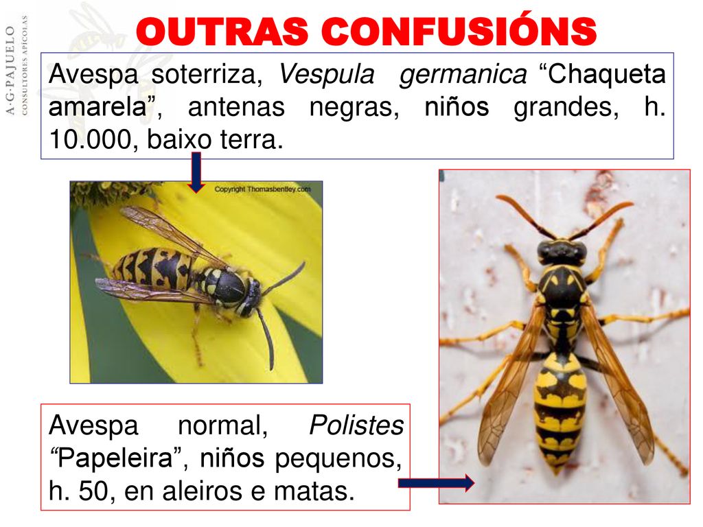 OUTRAS CONFUSIÓNS Avespa soterriza, Vespula germanica Chaqueta amarela , antenas negras, niños grandes, h , baixo terra.