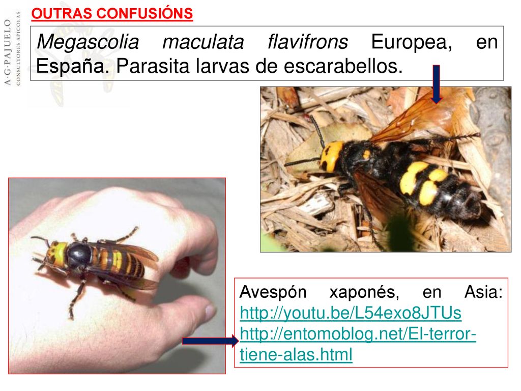 OUTRAS CONFUSIÓNS Megascolia maculata flavifrons Europea, en España. Parasita larvas de escarabellos.