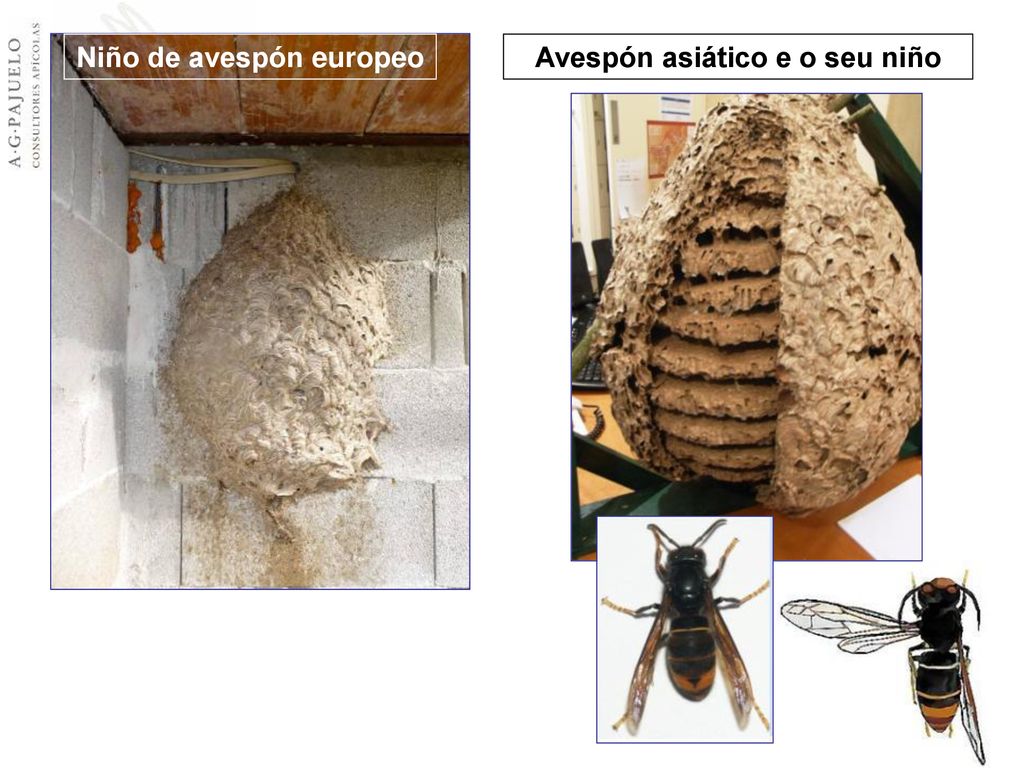 Niño de avespón europeo Avespón asiático e o seu niño