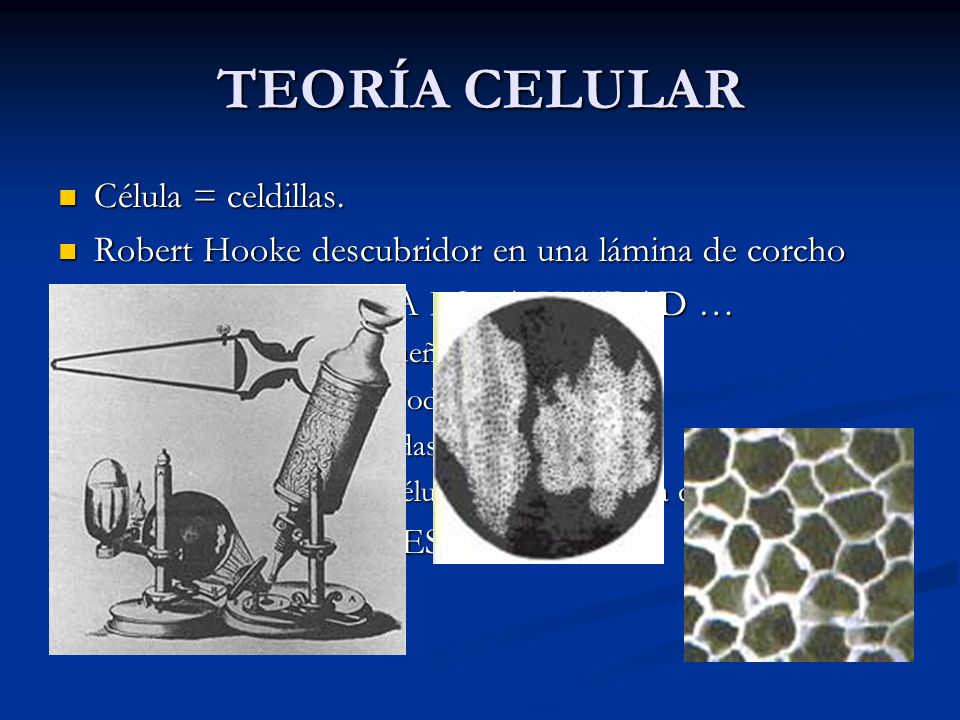 TEORÍA CELULAR Célula = celdillas.