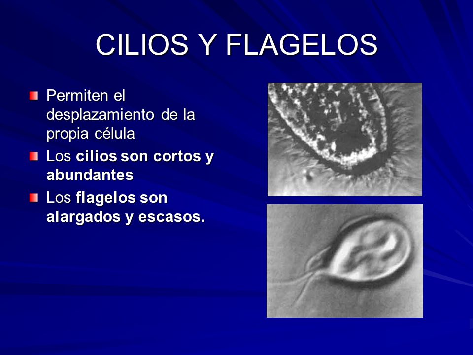 CILIOS Y FLAGELOS Permiten el desplazamiento de la propia célula