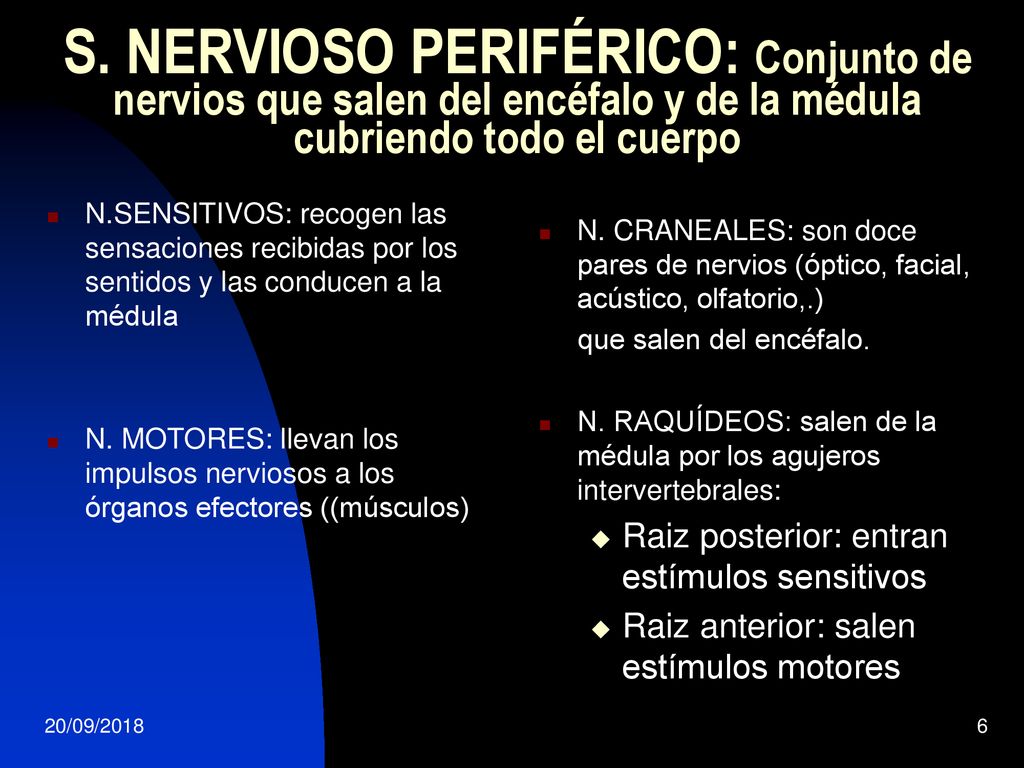 S. NERVIOSO PERIFÉRICO: Conjunto de nervios que salen del encéfalo y de la médula cubriendo todo el cuerpo